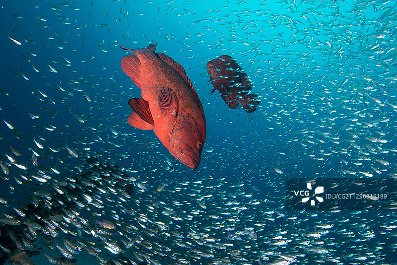 在水下生活图片素材