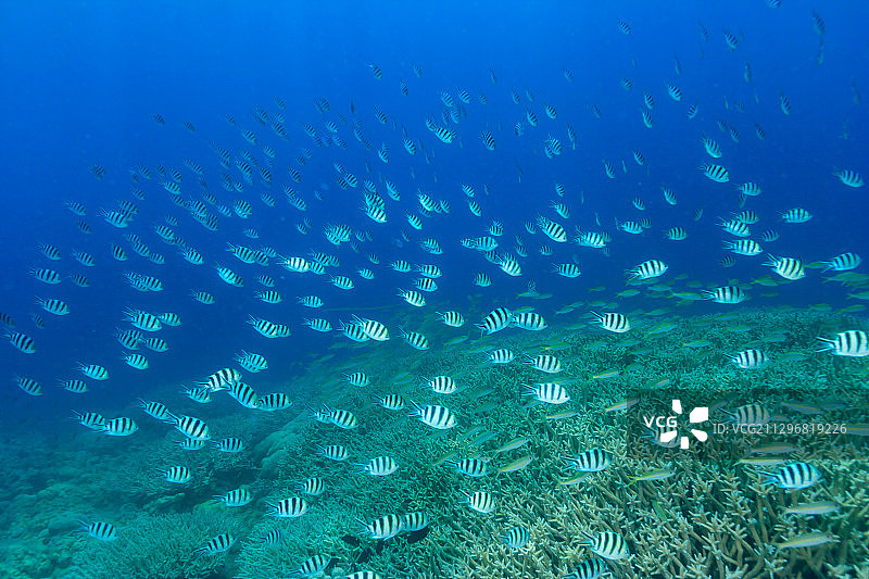 在水下生活图片素材