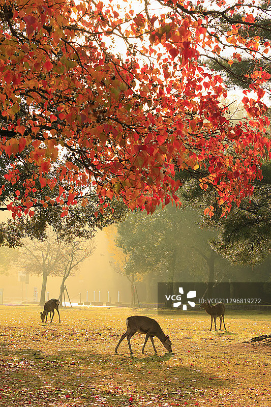 日本奈良县图片素材