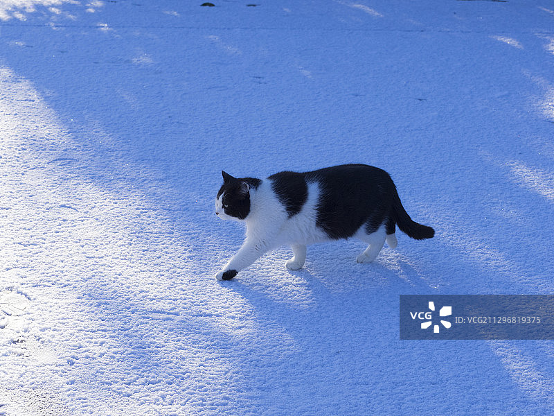 只流浪猫图片素材