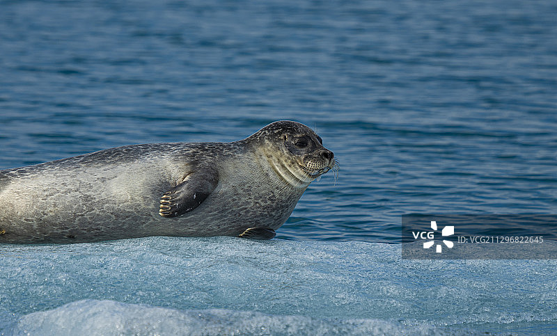 杰古沙龙冰河湖海豹图片素材