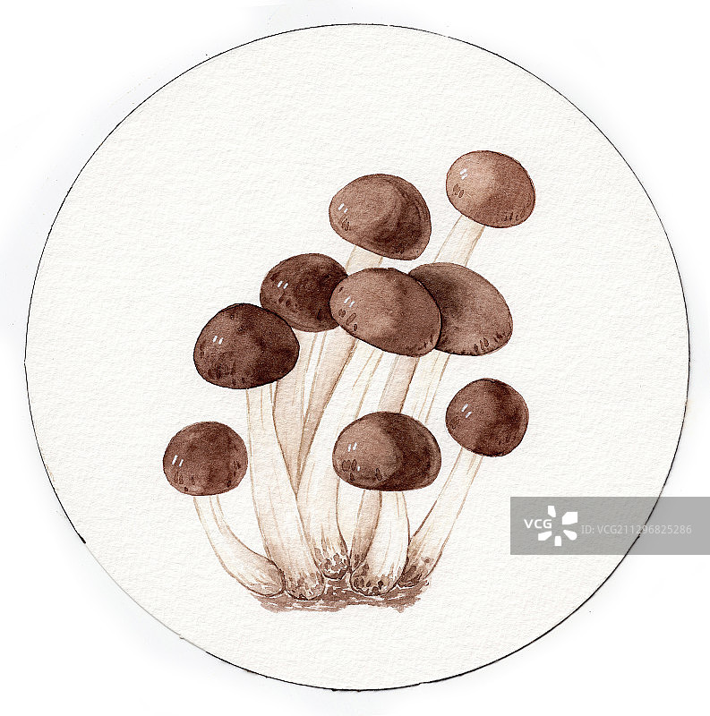 手绘水彩多彩群生可爱蘑菇插画图片素材
