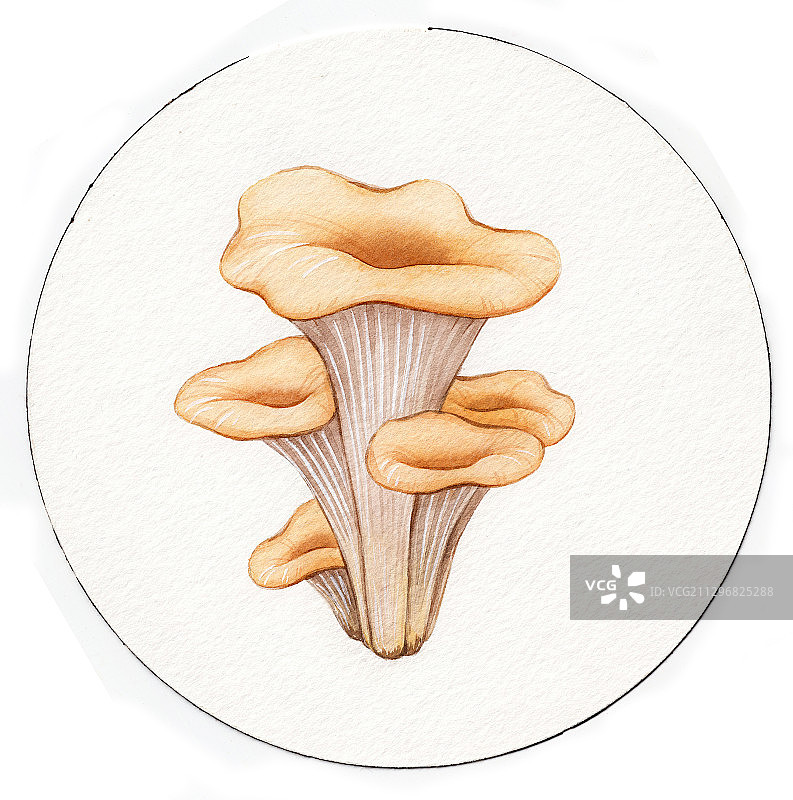手绘水彩多彩群生可爱蘑菇插画图片素材