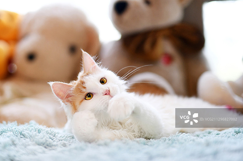 可爱的家猫图片素材