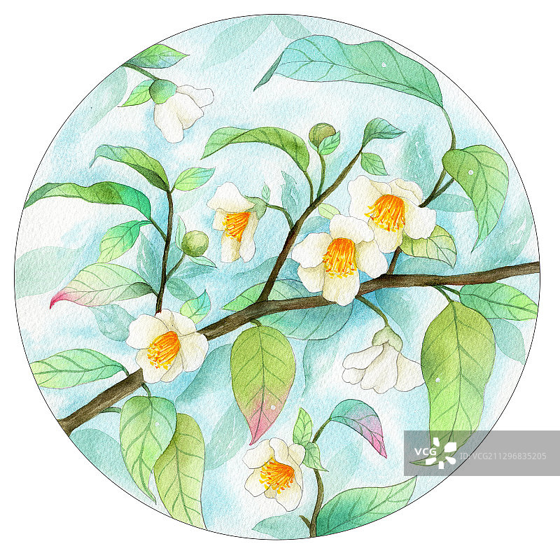手绘水彩圆形茶花花卉元素素材插画图片素材