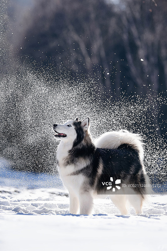 雪地里的哈士奇图片素材