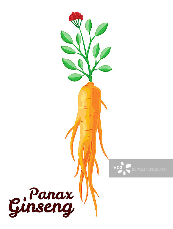人参根和叶，健康生活方式图片素材