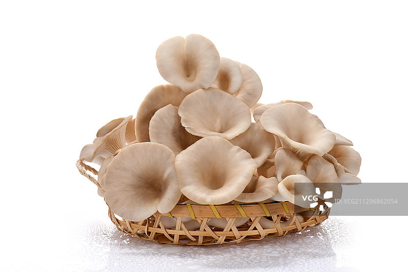 秀珍菇图片素材