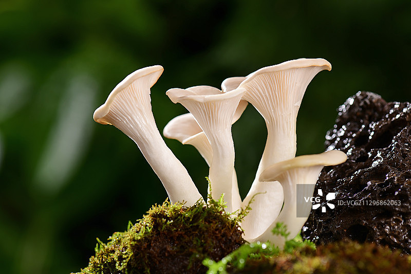 秀珍菇图片素材