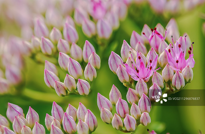 盛开的景天图片素材