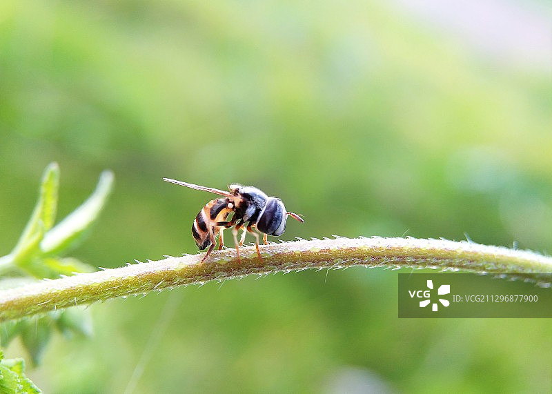 小心翼翼图片素材
