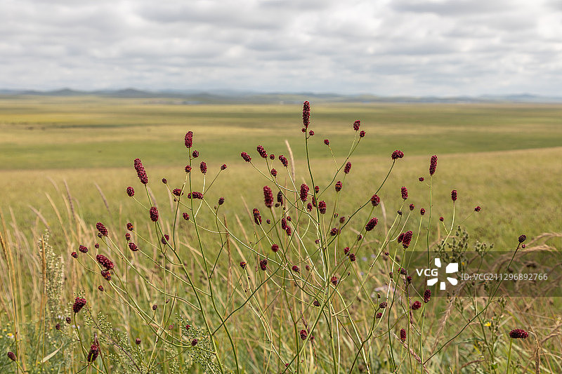 内蒙古锡林郭勒乌拉盖草原图片素材