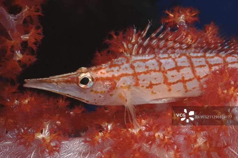 伪装在软珊瑚中的长鼻鹰鱼特写图片素材