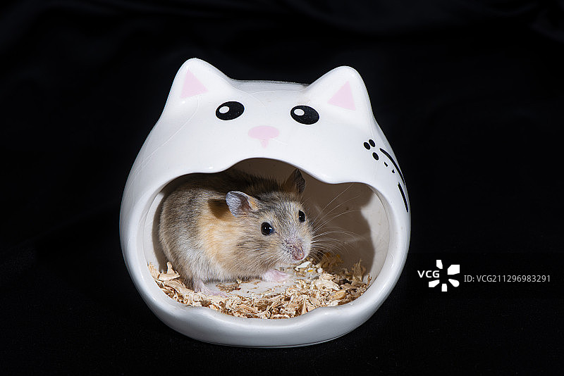 一只仓鼠，三线，灰色和黄色图片素材