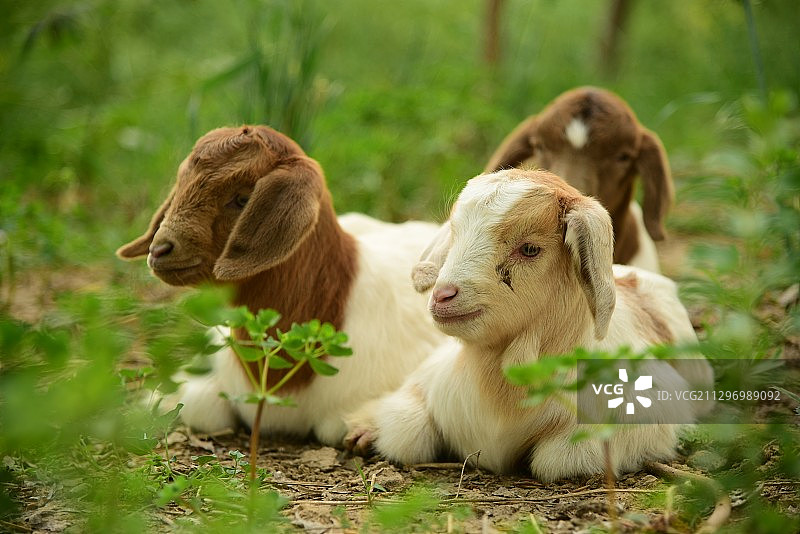 三兄弟图片素材