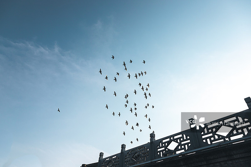 飞翔的鸽子图片素材