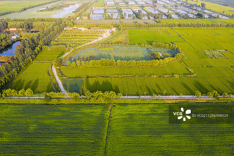 河南省洛阳市孟津县银滩农业开发农场图片素材