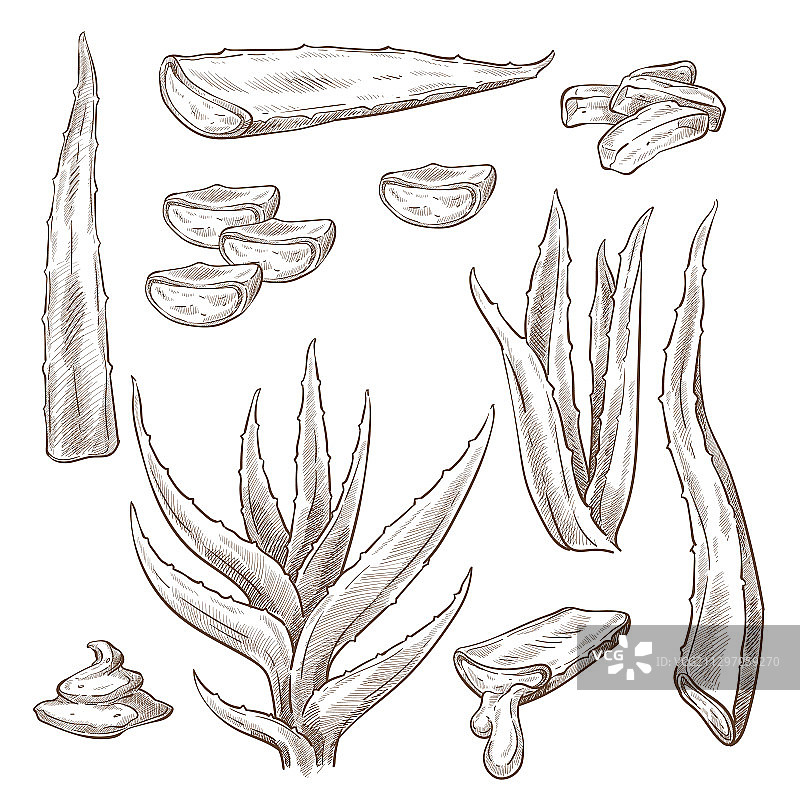 滴液单色芦荟叶图片素材