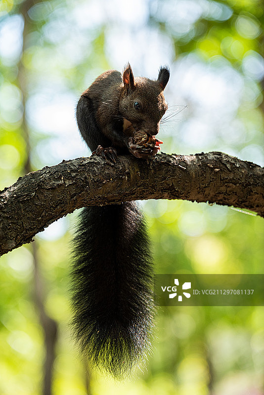 一只在树枝上吃榛子的黑松鼠图片素材