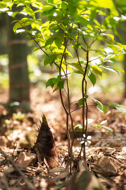 地里一颗刚出土露头的毛笋图片素材