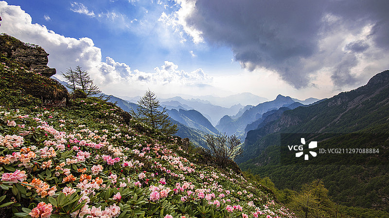 秦岭太白山高山杜鹃花图片素材