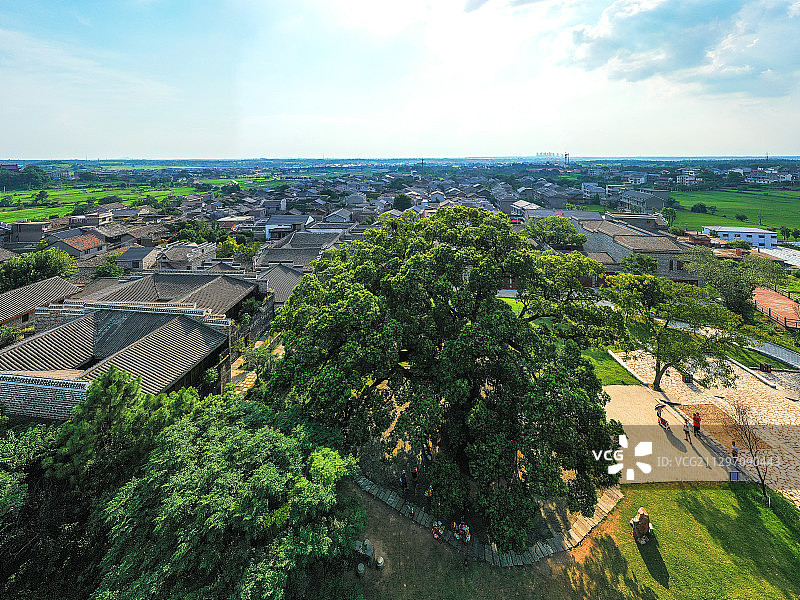 安义古村千年古樟+江西省南昌市安义县安义千年古村群图片素材