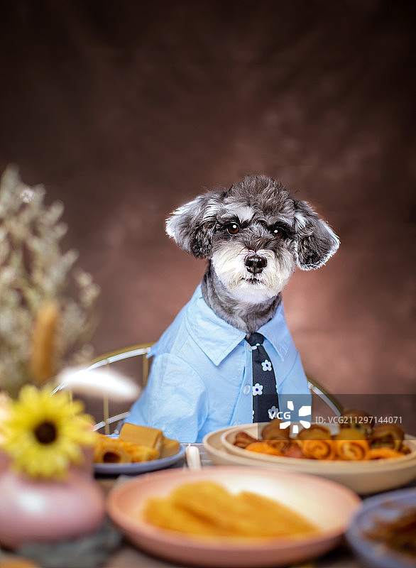 餐桌上的雪纳瑞犬图片素材