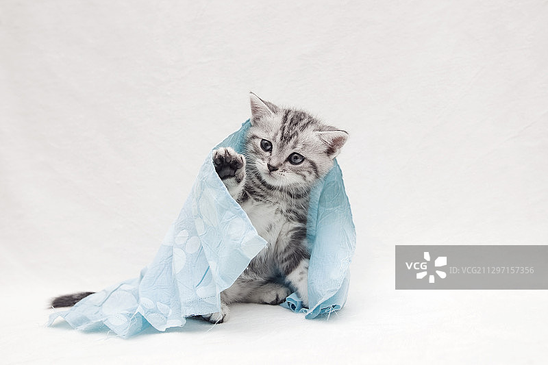 吃我一记喵喵拳图片素材