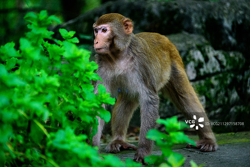 猴岛 杭州图片素材