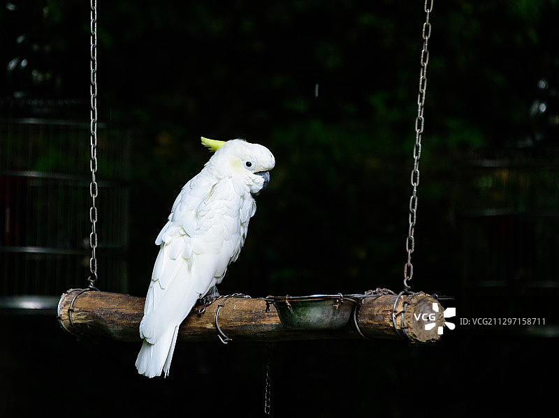 猴岛 杭州图片素材