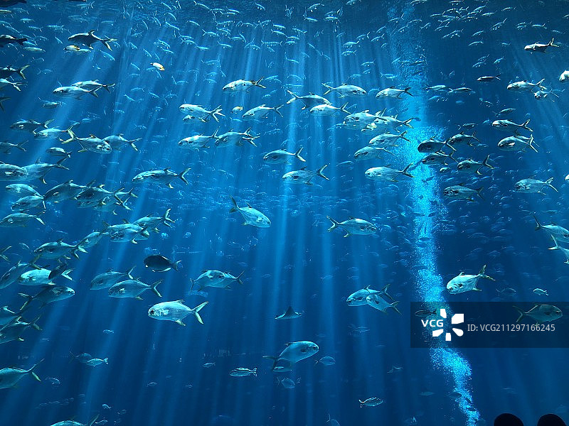 三亚 亚特兰蒂斯 海洋馆图片素材