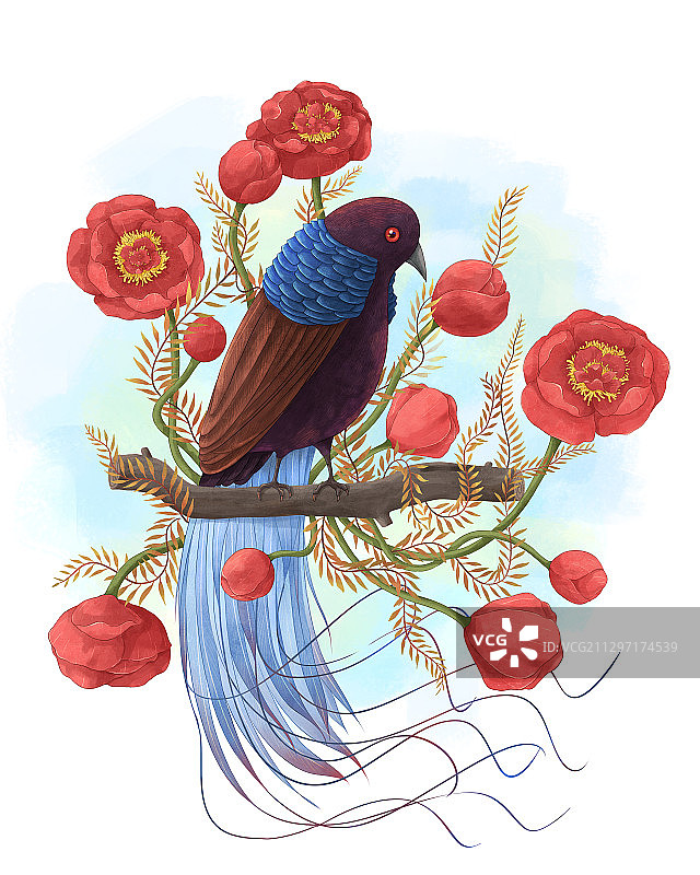 极乐鸟与花卉系列唯美插画四图片素材