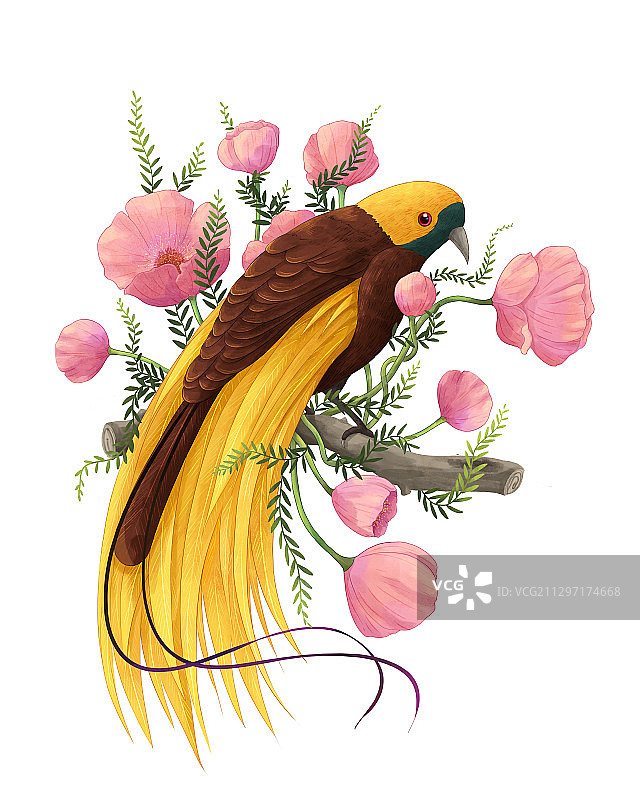 极乐鸟与花卉唯美系列插画白底二图片素材