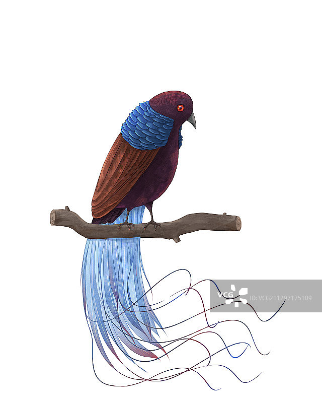 美丽的极乐鸟系列插画四图片素材