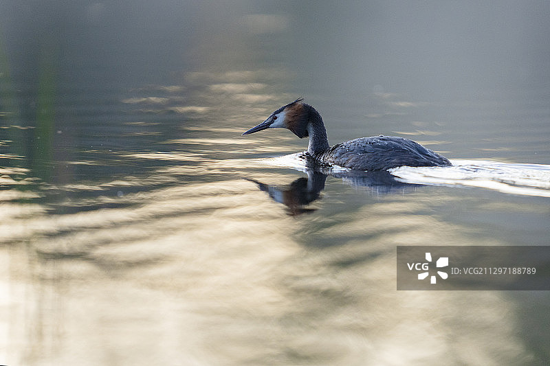 瑞典斯德哥尔摩凤头鸊鷉图片素材