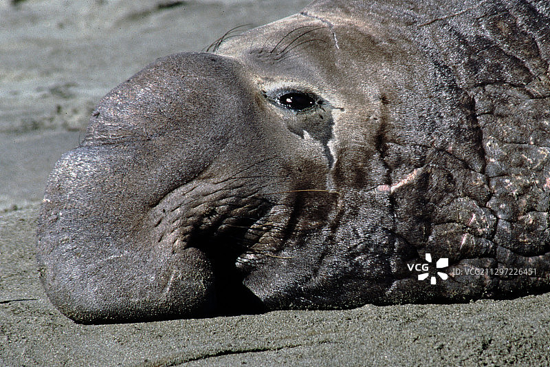 北方象海豹特写图片素材