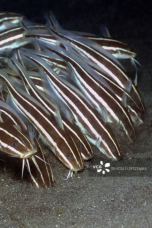 条纹鲶鱼幼鱼特写图片素材