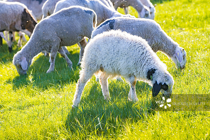 丰宁坝上草原上的羊群图片素材