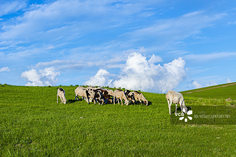 丰宁坝上草原上的羊群图片素材