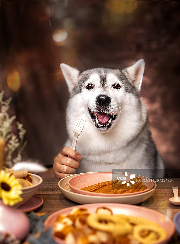 餐桌上的哈士奇犬图片素材