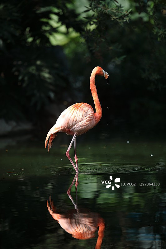 一只优雅的火烈鸟图片素材