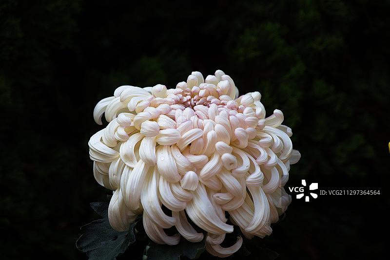 洁白的菊花图片素材