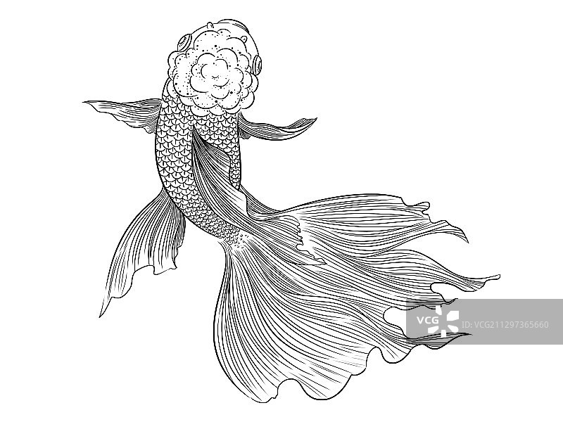 国风手绘锦鲤线描素材插画图片素材