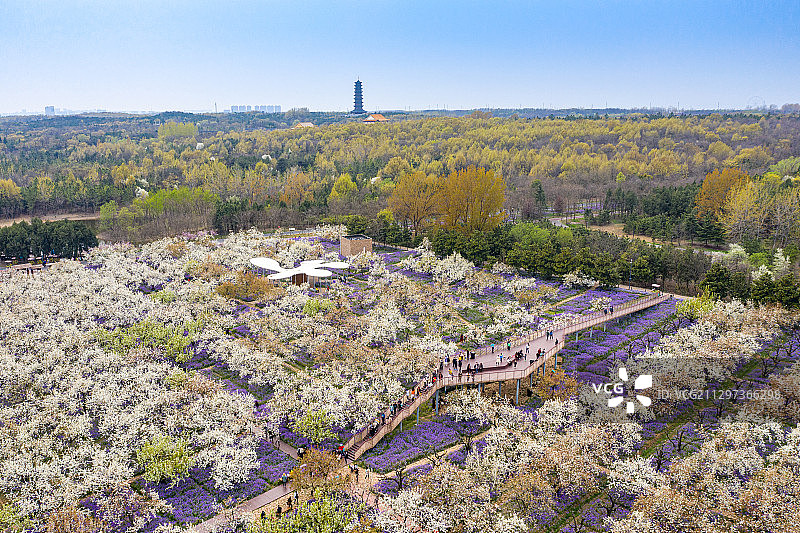 江苏省宿迁市三台山国家森林公园梨兰会图片素材