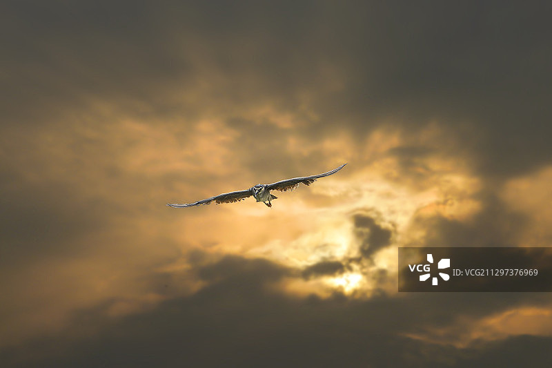 夕阳中翱翔的夜鹭图片素材