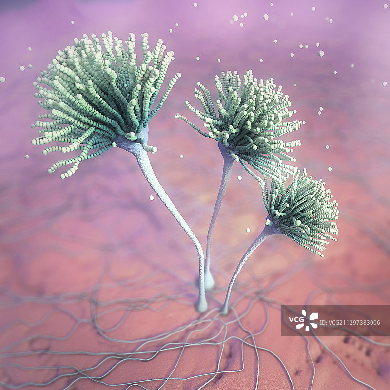 真菌插画图片素材