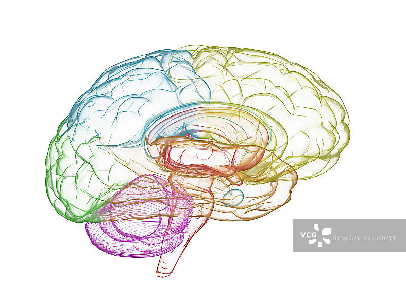 人类大脑、插图图片素材