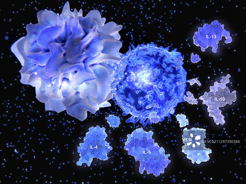 T辅助细胞和白介素分子图示图片素材