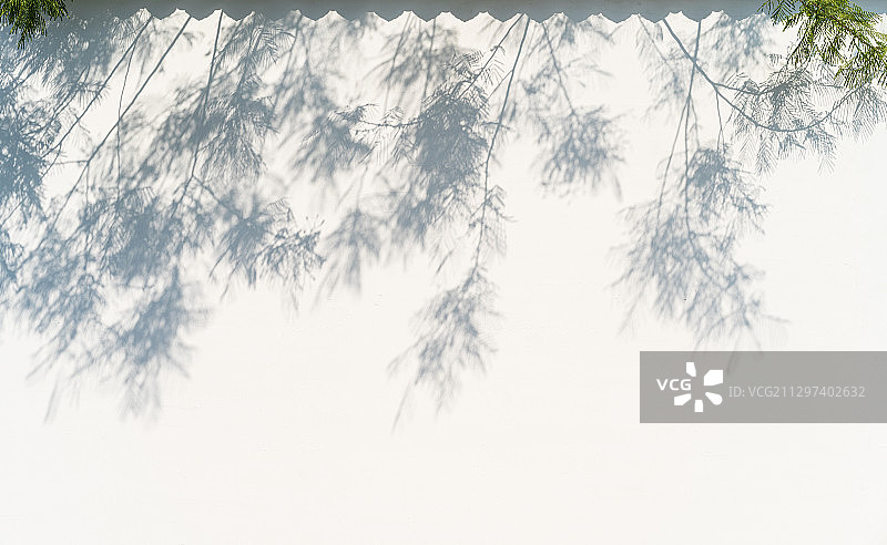 白墙是叶子的影子图片素材