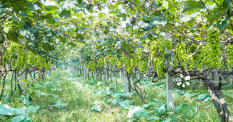 生长在树上成熟的阳光玫瑰葡萄图片素材